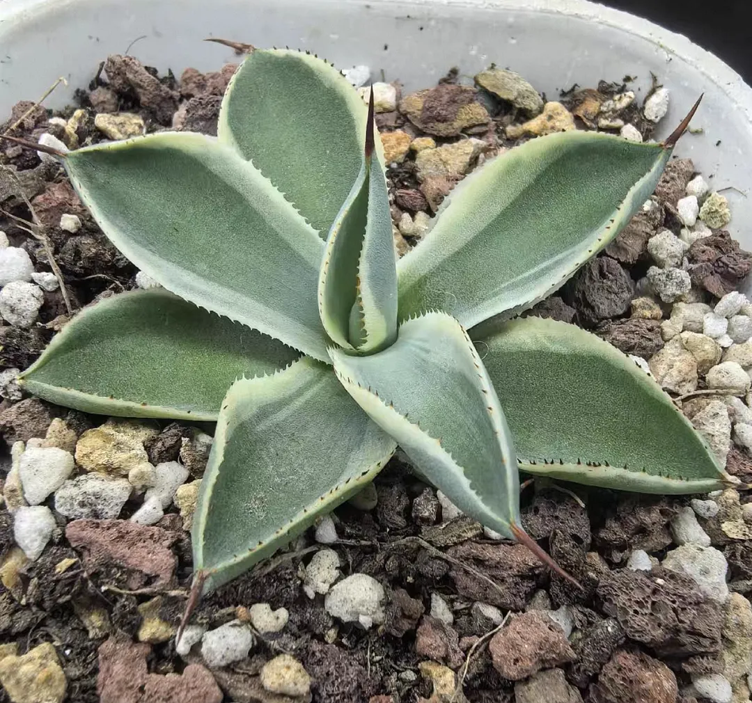 plant Aeonium Echeveria Haworthia  Caudex  Lithops Cactus  Agave 