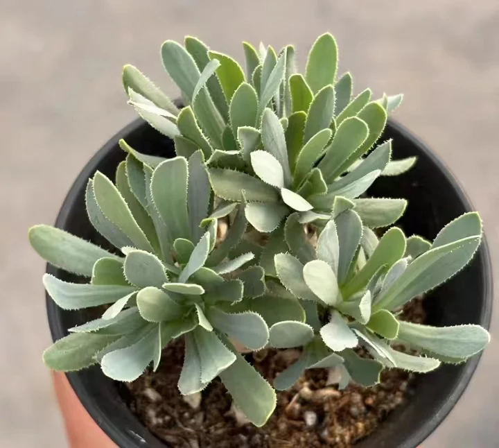 plant Aeonium Echeveria Haworthia  Caudex  Lithops Cactus  Agave 