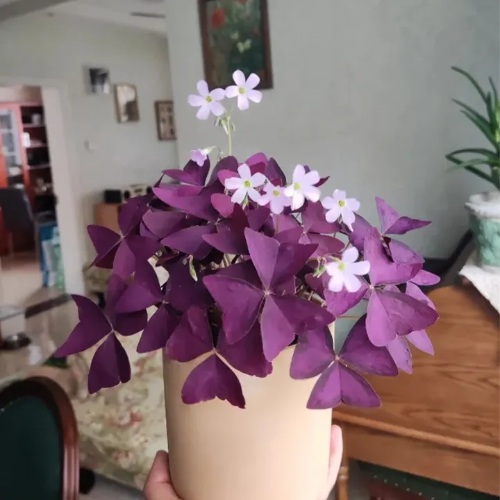 Oxalis Triangularis Purple Shamrock Good Luck Plant