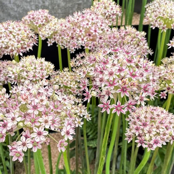 Allium Karataviense