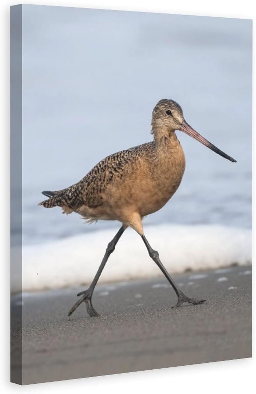 Bar Tailed Godwit Bird Walk Beach Canvas Poster Bedroom Decor Sports Landscape Office Room Decor Gift,Canvas Poster Wall Art Decor Print Picture Paintings for Living Room Bedroom Decoration 24x36inchs 24x36inchs(60x90cm)
