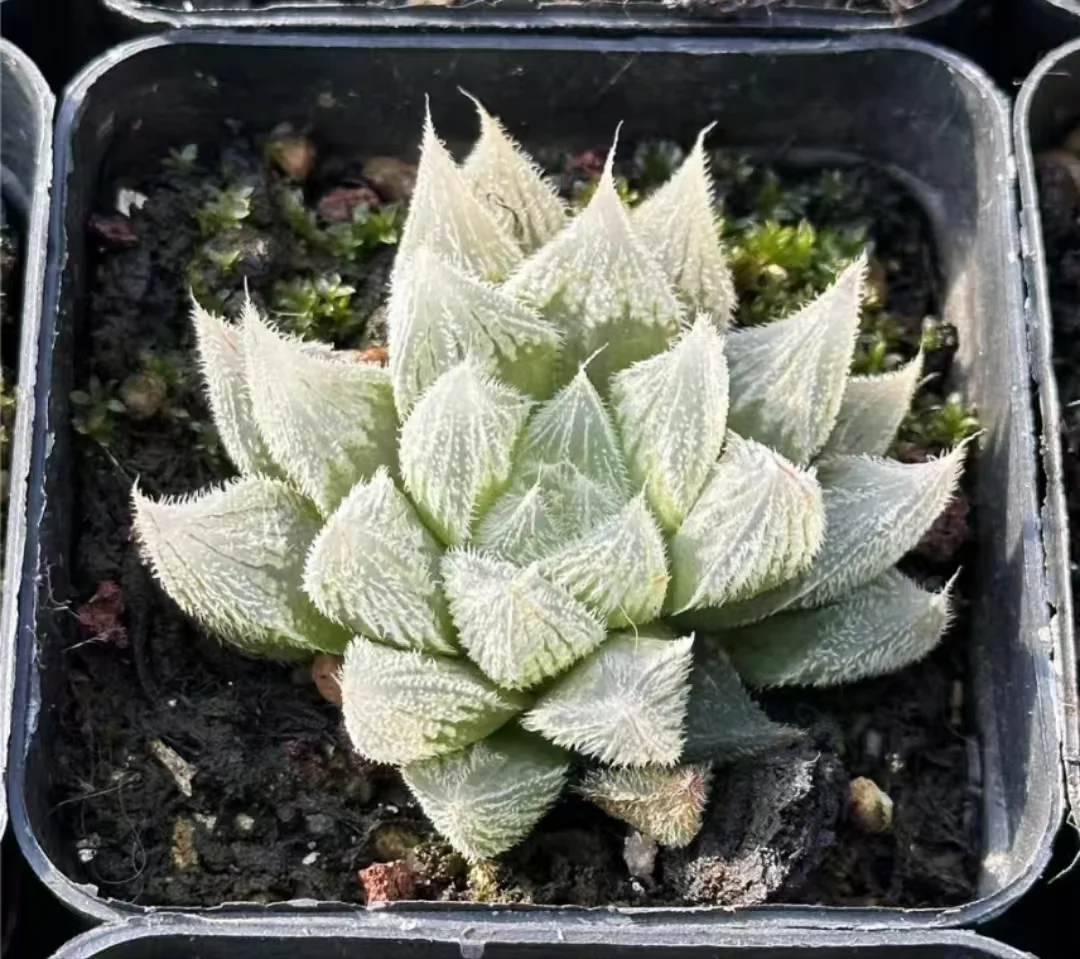 1117.Haworthia 'Morino yousei' 4cm /Haworthia/ Succulent plants / Garden landscape / Carefully select healthy plants