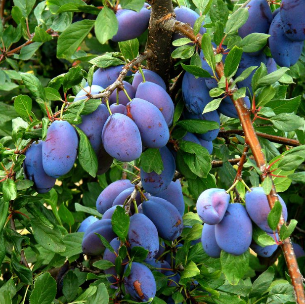 Pot Prune Seeds Jonyparkseed®