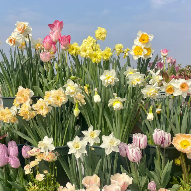 🌺Double Daffodil Bulbs
