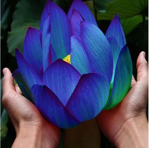 Australian Giant Water Lily Jonyparkseed®