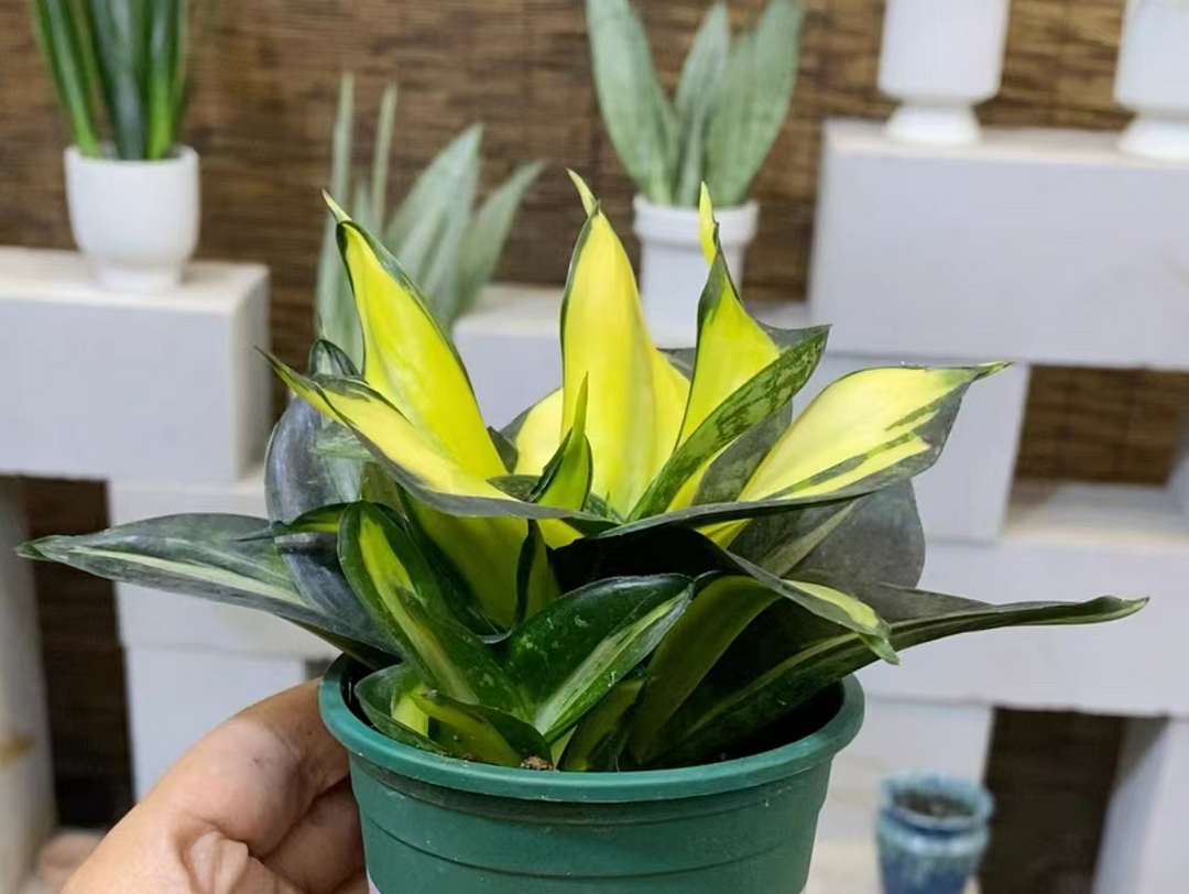 1055.Sansevieria Golden Rose 5-8cm/ Sansevieria/ Succulent plants / Garden landscape / Carefully select healthy plants