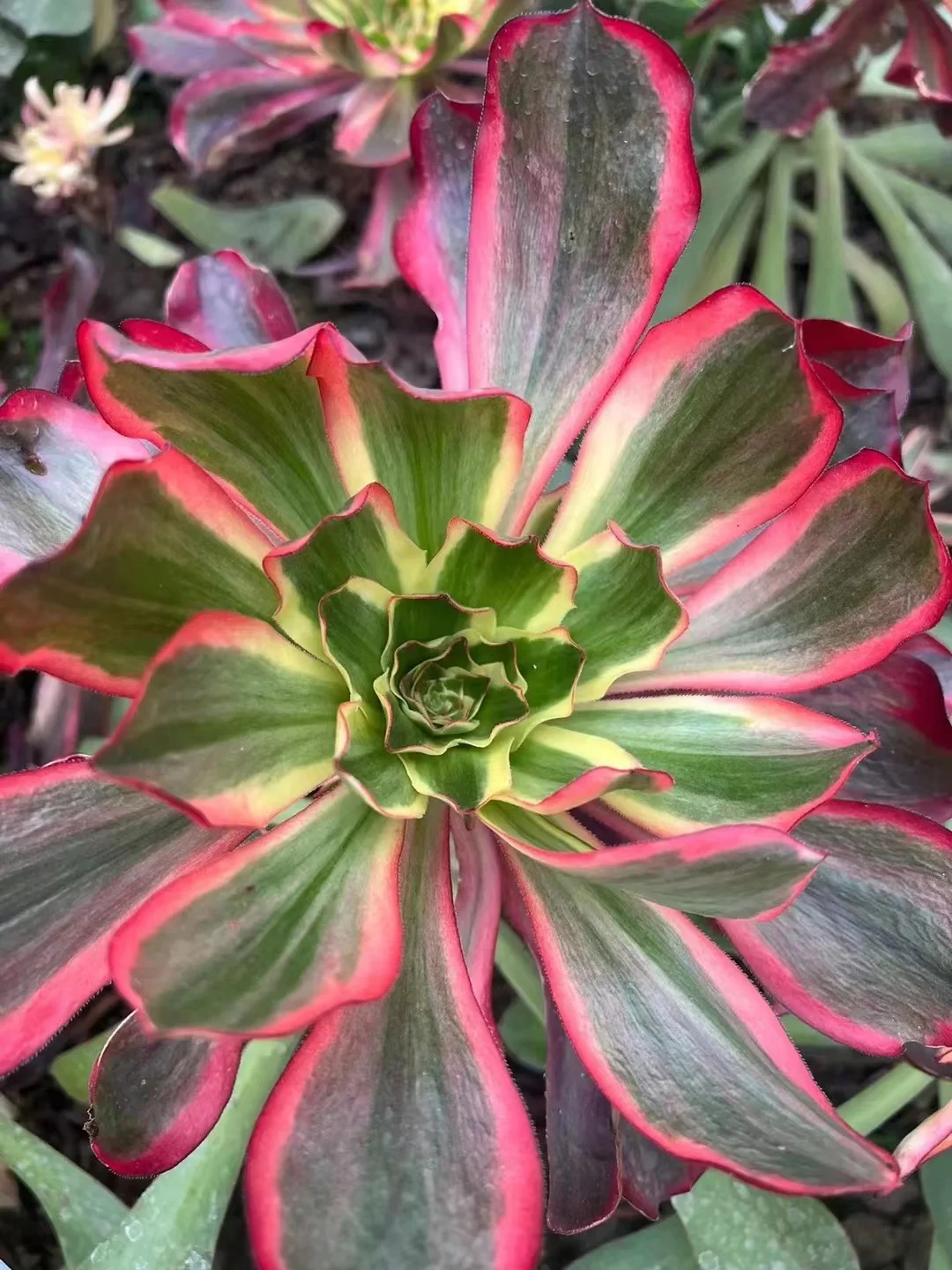 plant Aeonium Echeveria Haworthia  Caudex  Lithops Cactus  Agave 