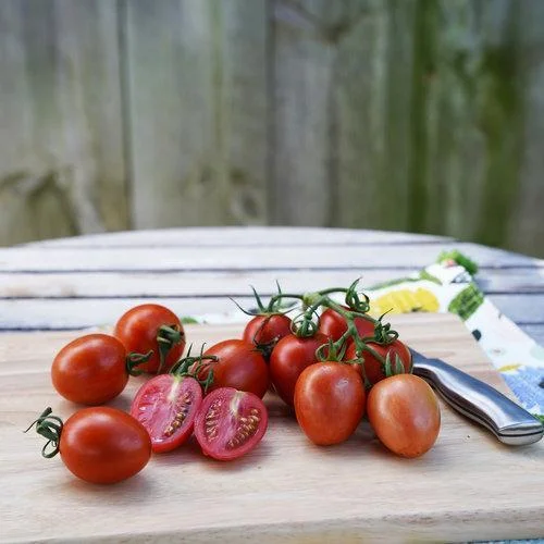 Tomato 'Star Gold' Gusta mini Yellow Grafted