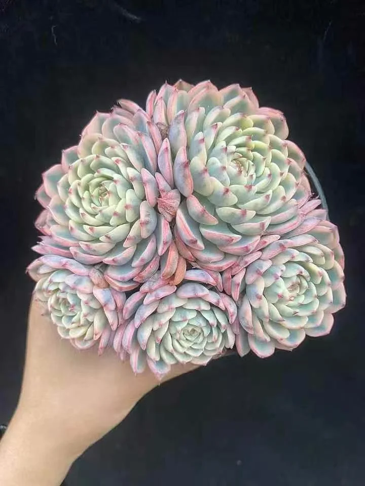 plant Aeonium Echeveria Haworthia  Caudex  Lithops Cactus  Agave 