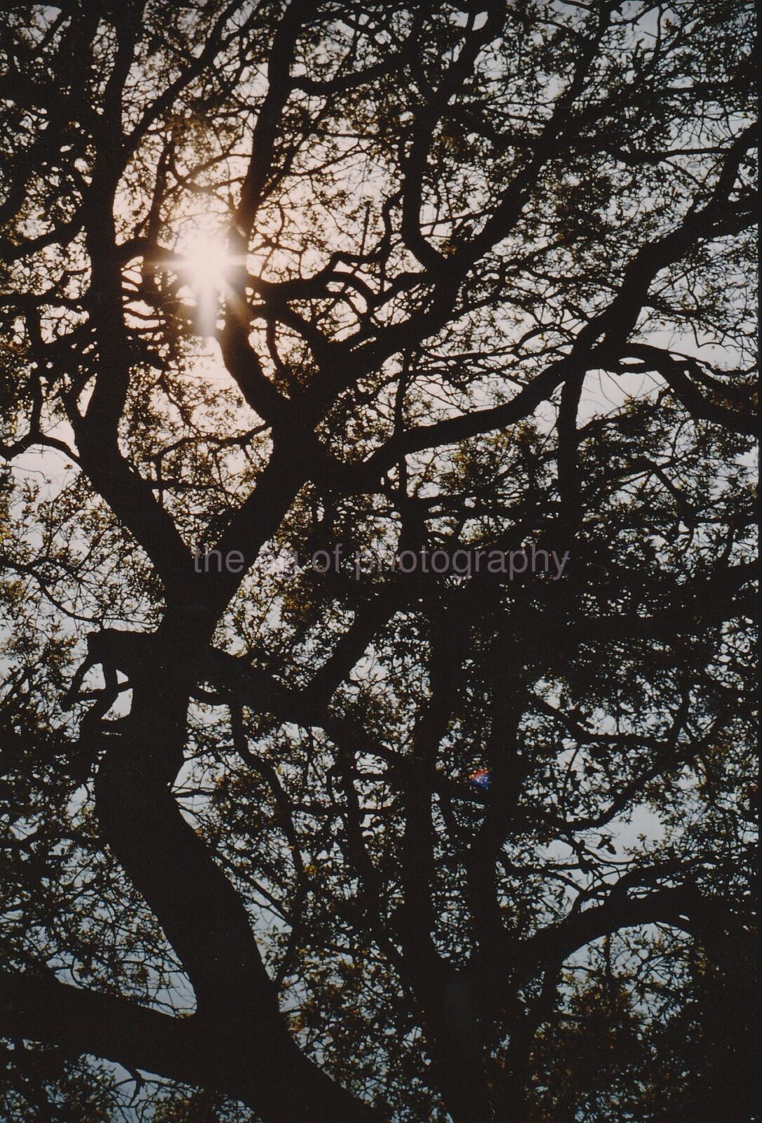 Tree Abstract FOUND Photo Poster painting ColorOriginal Snapshot VINTAGE 811 8 F