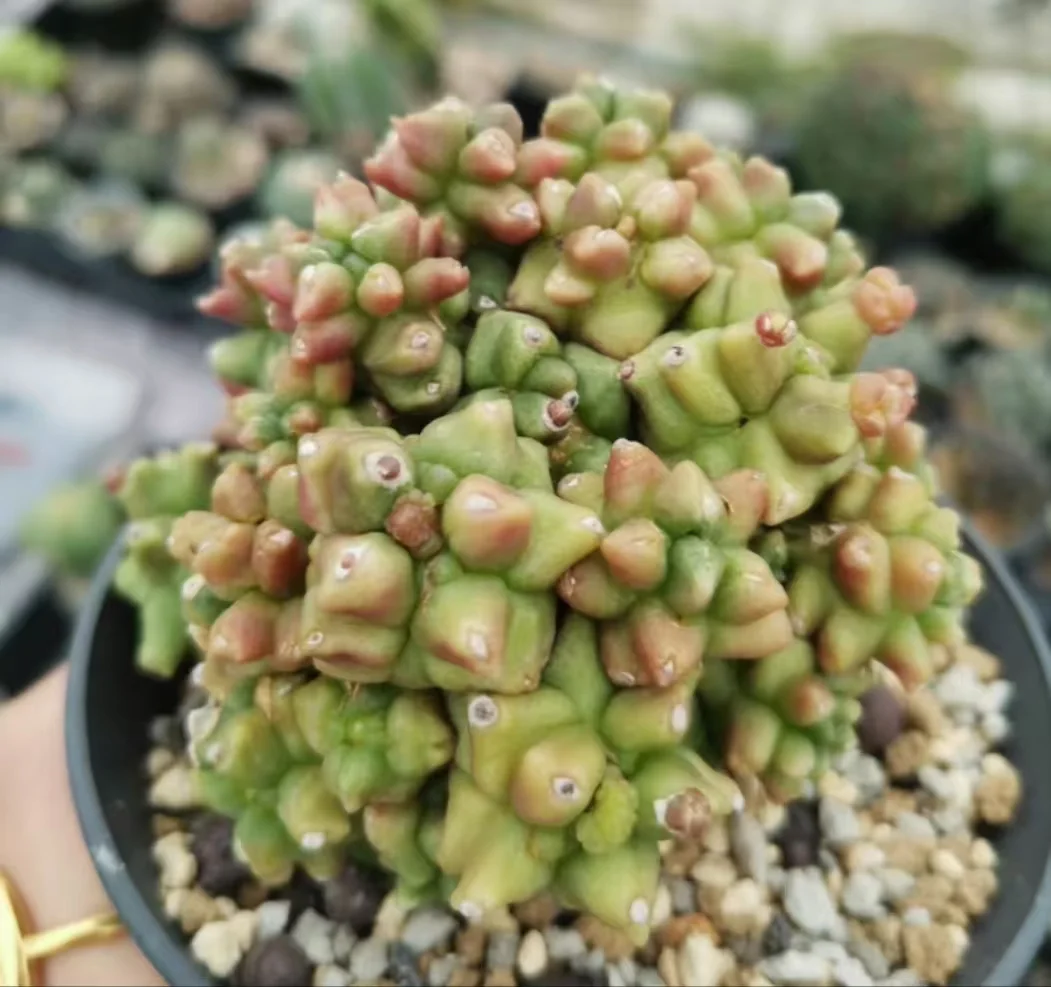 plant Aeonium Echeveria Haworthia  Caudex  Lithops Cactus  Agave 