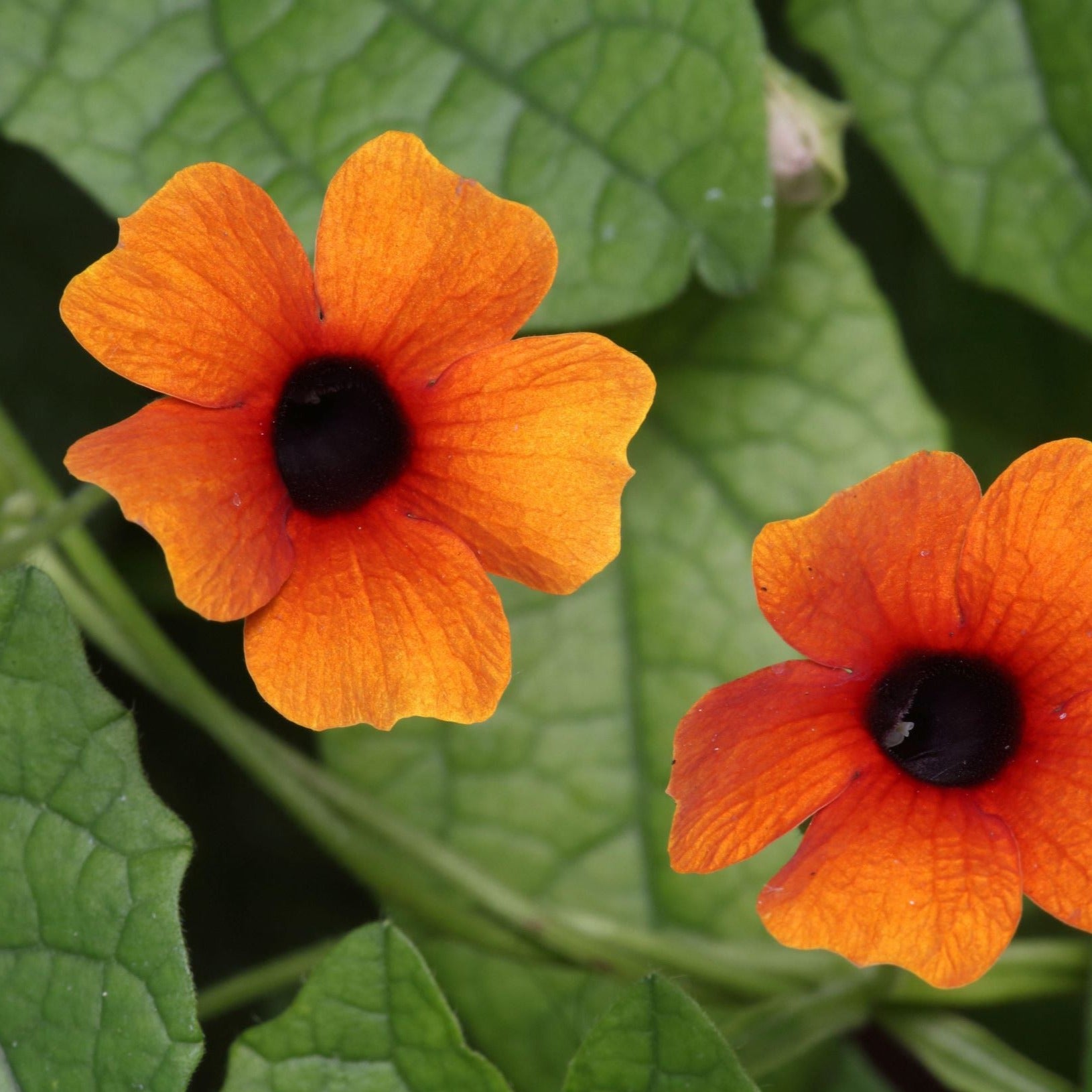 Thunbergia Black-eyed Susan Sunrise Mix Flower | X 15 Seeds