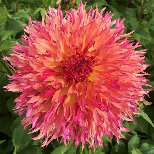 🌸Dinnerplate Dahlia Bulbs – Giant Show-Stopper Blooms