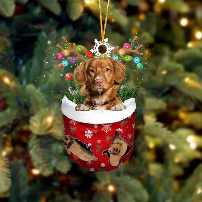Nova Scotia Duck Toller In Snow Pocket Christmas Ornament.