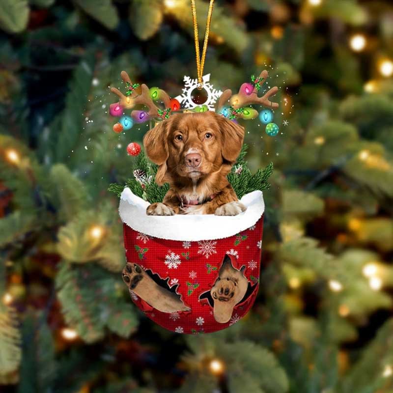 Nova Scotia Duck Toller In Snow Pocket Christmas Ornament.