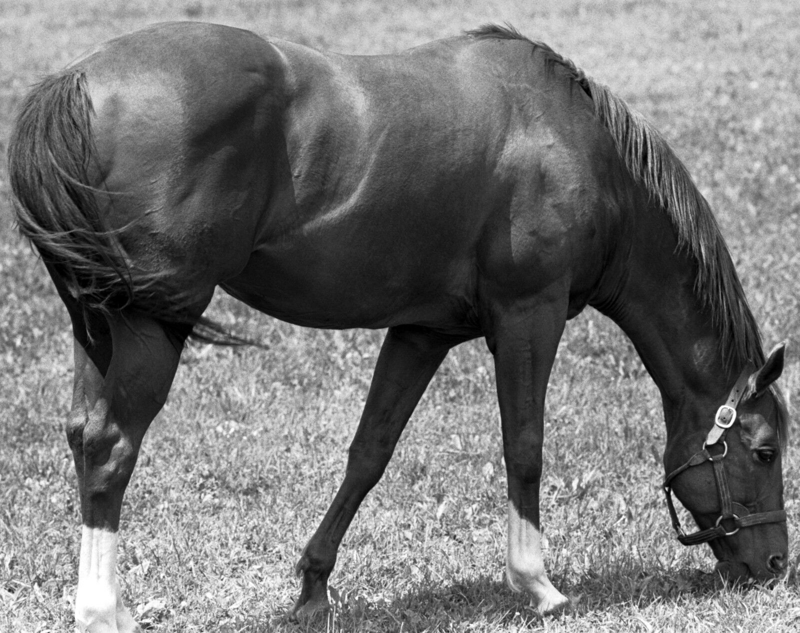 1973 Ron Turcotte SECRETARIAT Claiborne Farm Horse Racing 8x10 Photo Poster painting TripleCrown