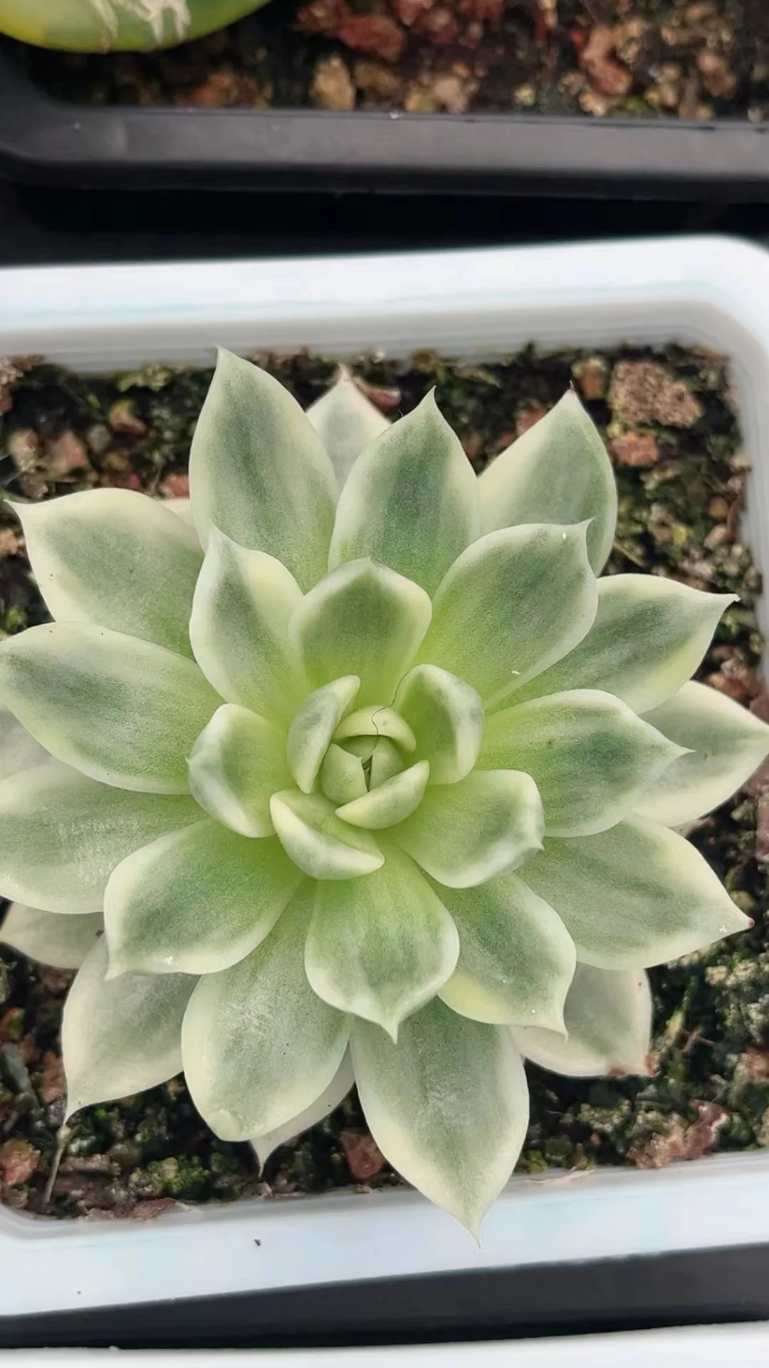 plant Aeonium Echeveria Haworthia  Caudex  Lithops Cactus  Agave 