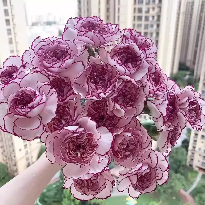 Double-Flowered Mixed Carnation Seeds