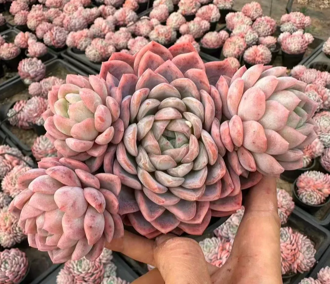 plant Aeonium Echeveria Haworthia  Caudex  Lithops Cactus  Agave 