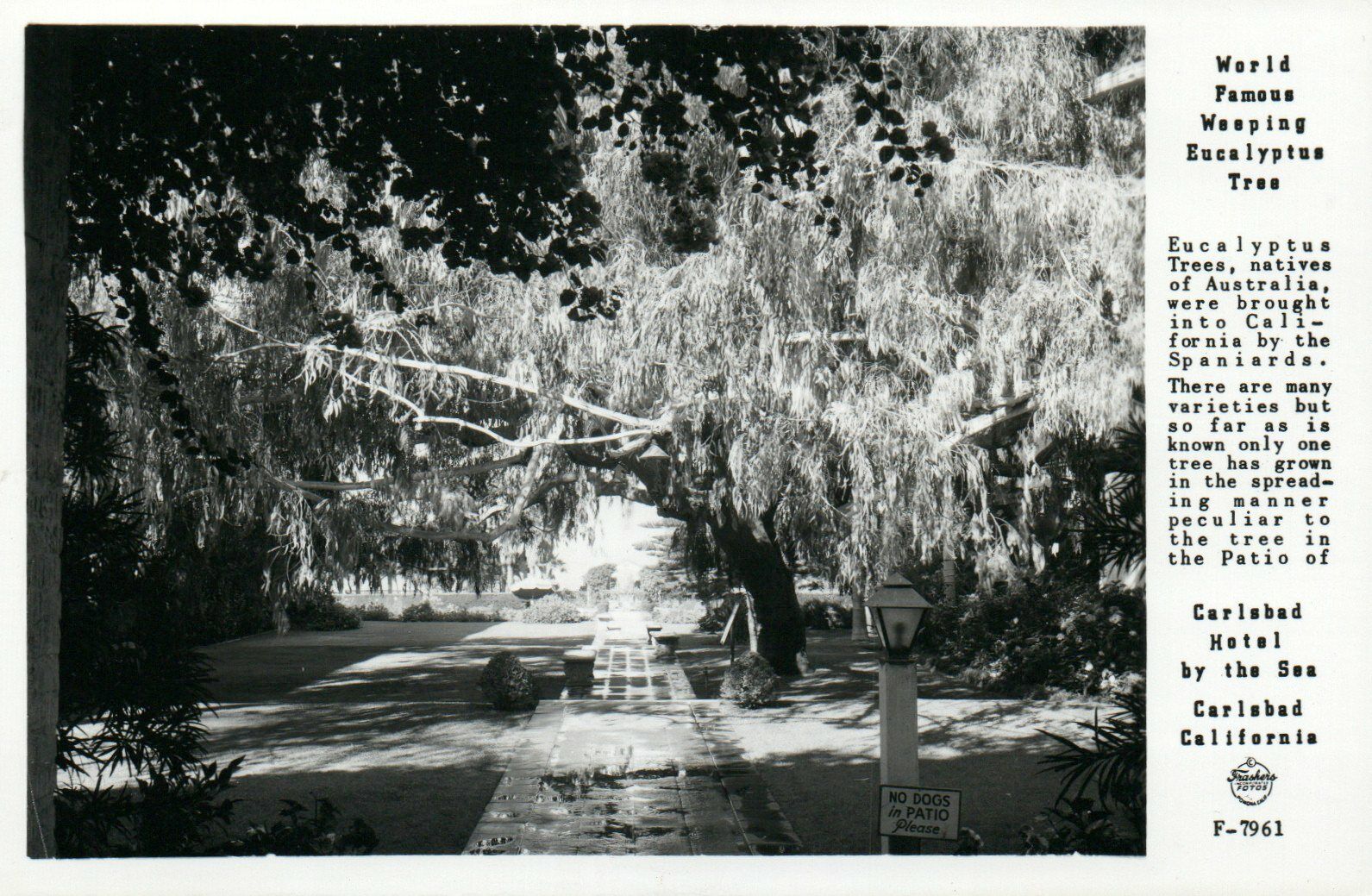 Weeping Eucalyptus Tree Carlsbad Hotel California Real Photo Poster painting RPPC Postcard