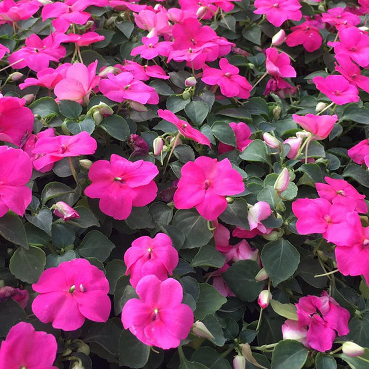 Best Flower For Shade: Mixed Impatiens Seeds