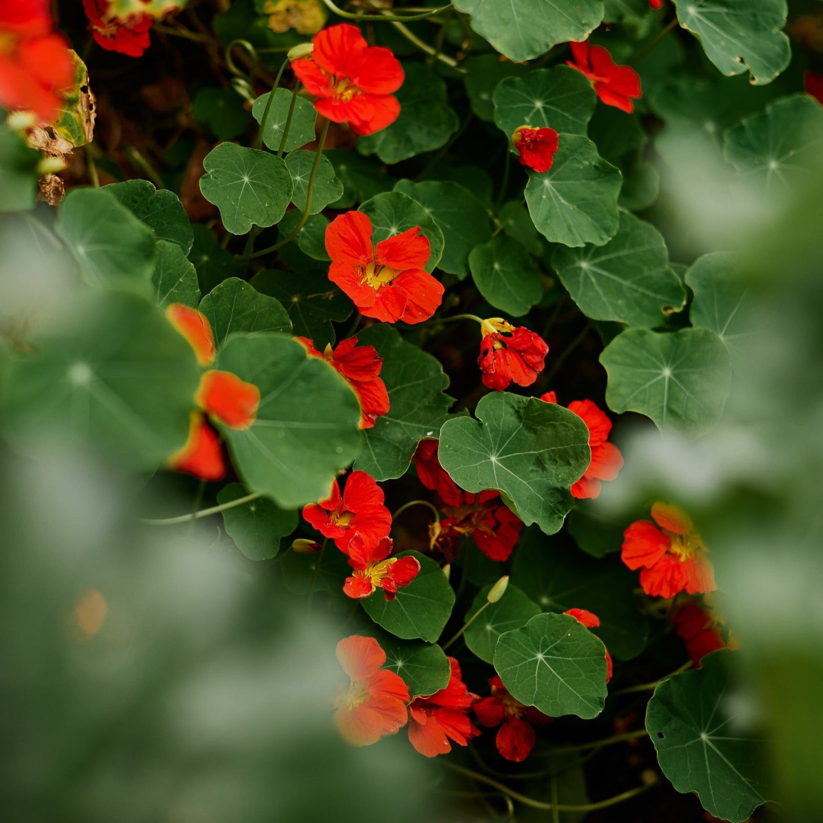 Nasturtium Gleam Scarlet Flower | X 15 Seeds