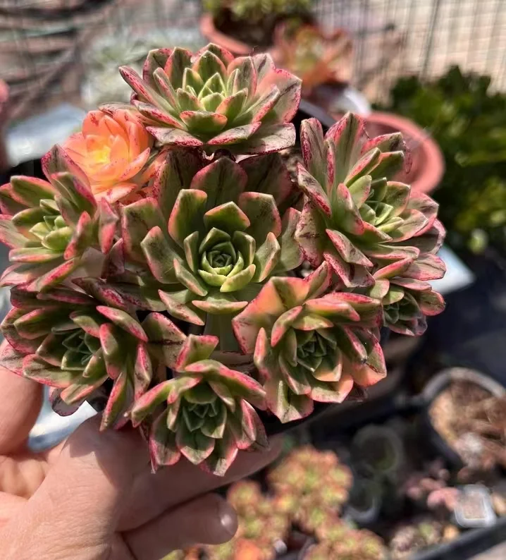 plant Aeonium Echeveria Haworthia  Caudex  Lithops Cactus  Agave 