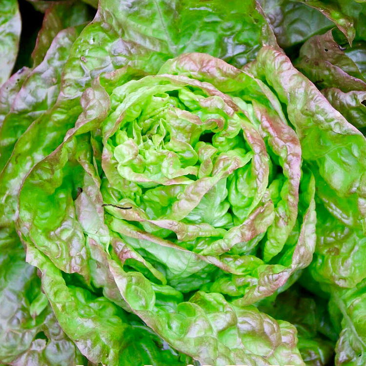 Lettuce Seeds - Coffee Cream