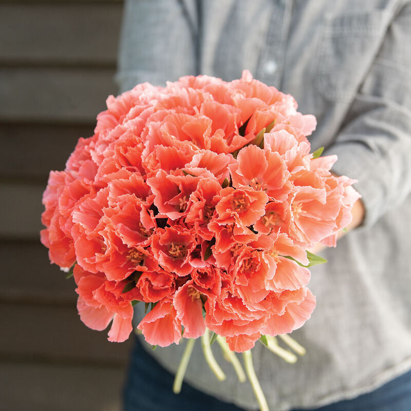 Godetia Grace Salmon Flower | X 20 Seeds