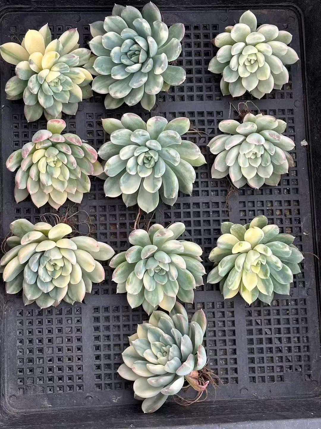 plant Aeonium Echeveria Haworthia  Caudex  Lithops Cactus  Agave 