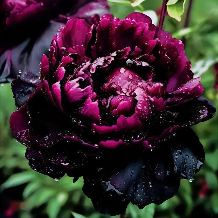Colorful Peony Flower-Over 7 Colors