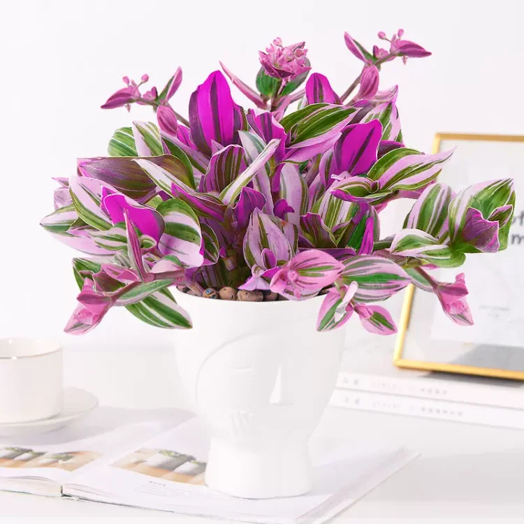 Tradescantia 'Nanouk' Seeds