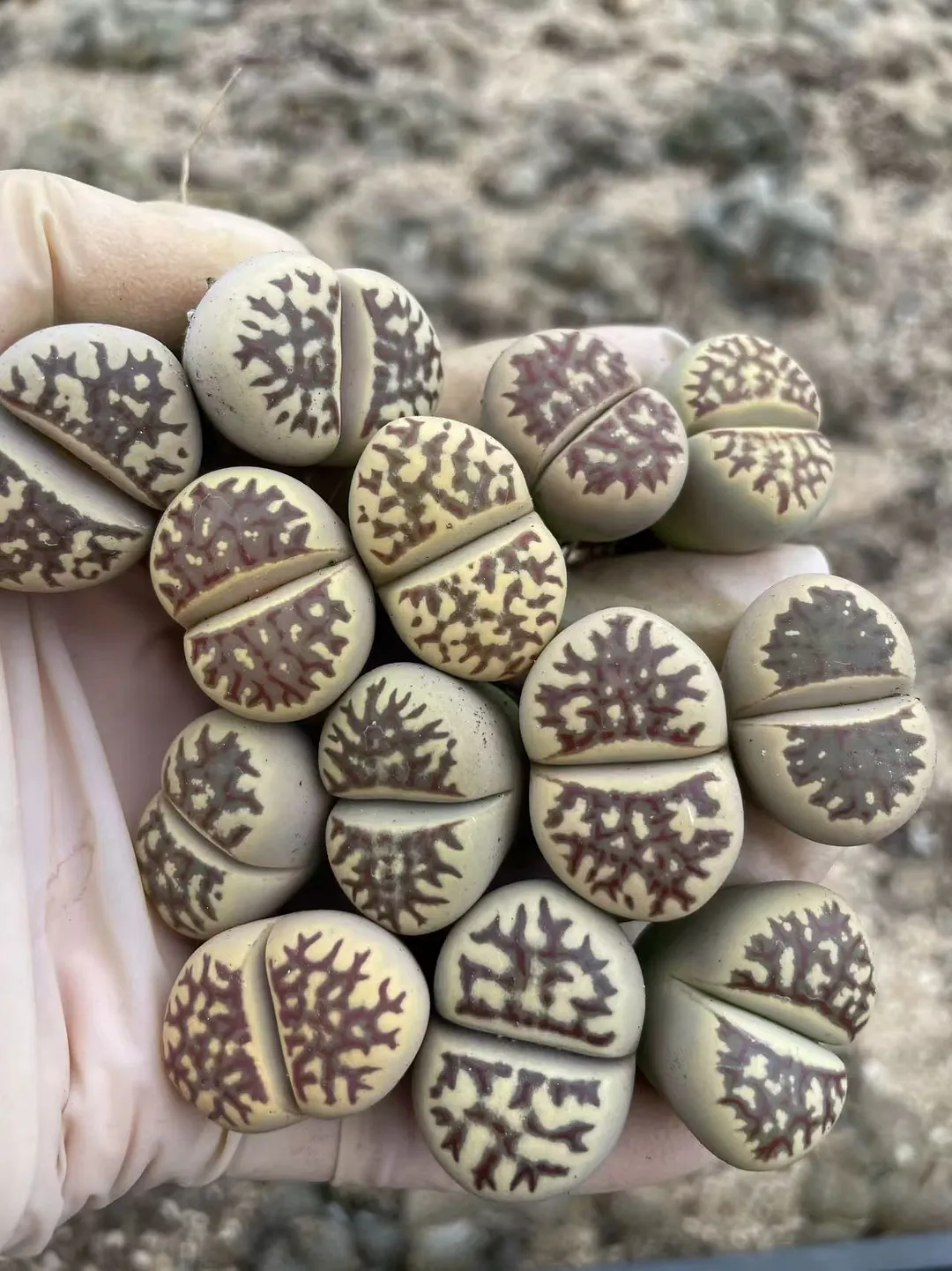 plant Aeonium Echeveria Haworthia  Caudex  Lithops Cactus  Agave 