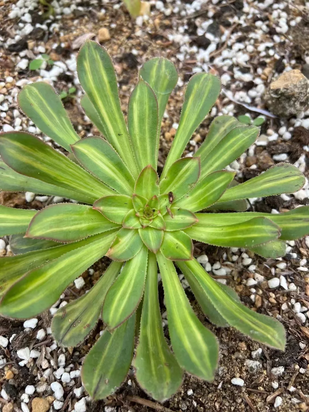 plant Aeonium Echeveria Haworthia  Caudex  Lithops Cactus  Agave 