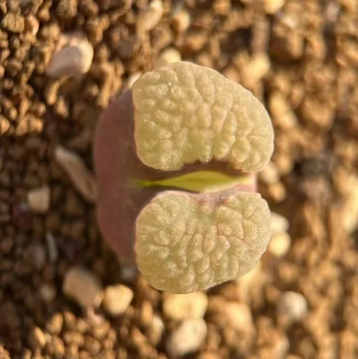 plant Aeonium Echeveria Haworthia  Caudex  Lithops Cactus  Agave 