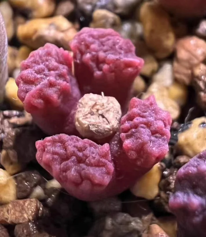 plant Aeonium Echeveria Haworthia  Caudex  Lithops Cactus  Agave 