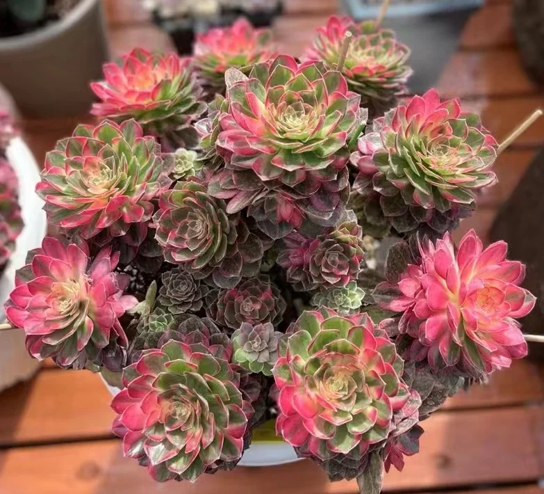 90. Halloween var,Kaleidoscope cluster / Aeonium cluster/Aeonium plants/ Succulent plants / Garden landscape / Carefully select healthy plants