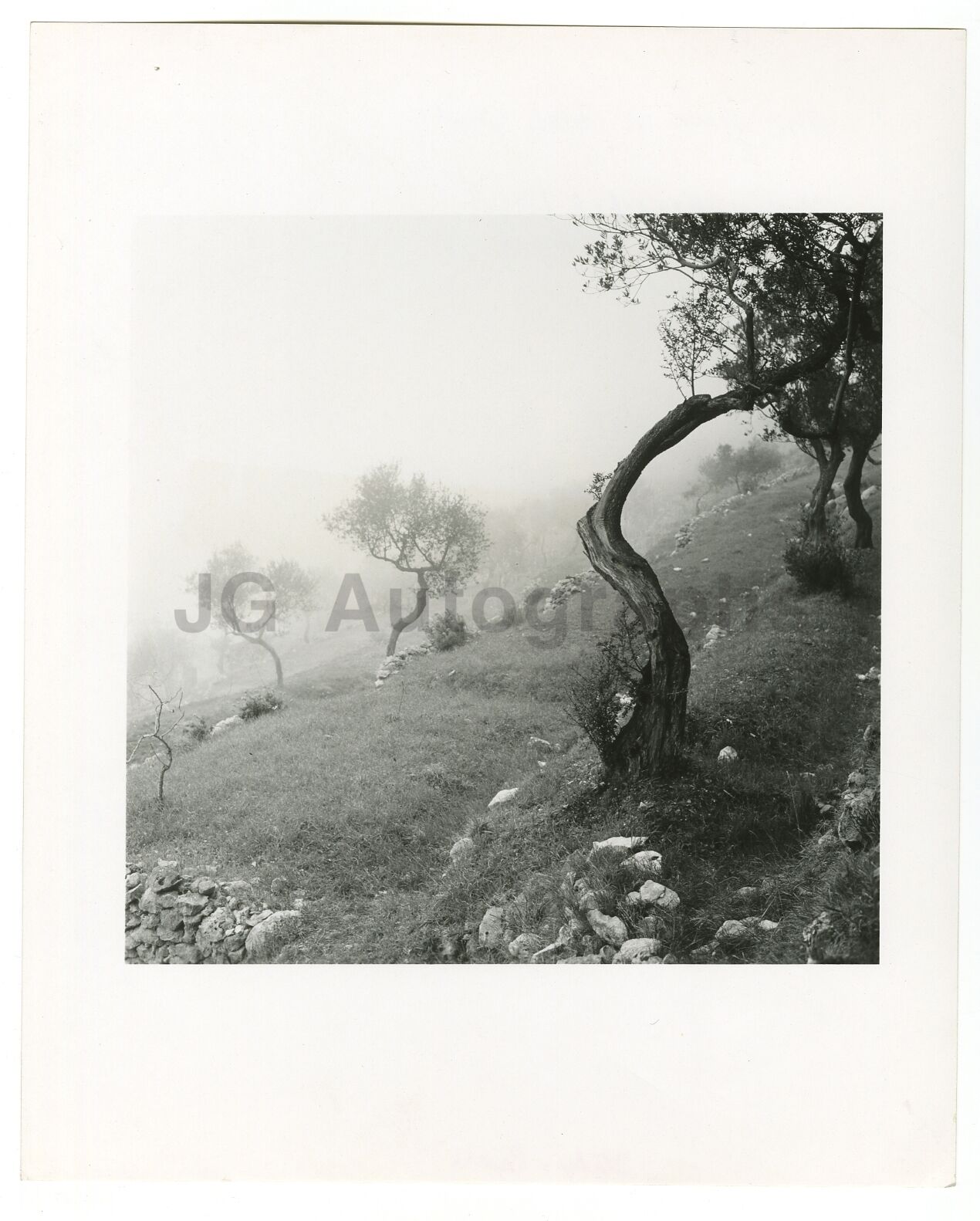 Italian History - Olive Grove, Capri - Vintage 8x10 Photo Poster paintinggraph by Hershel Levit