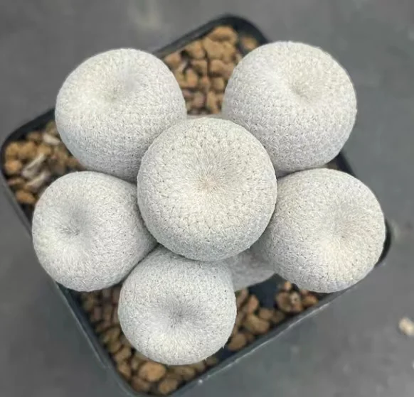 plant Aeonium Echeveria Haworthia  Caudex  Lithops Cactus  Agave 