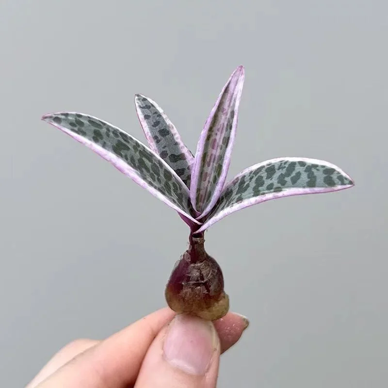 plant Aeonium Echeveria Haworthia  Caudex  Lithops Cactus  Agave 