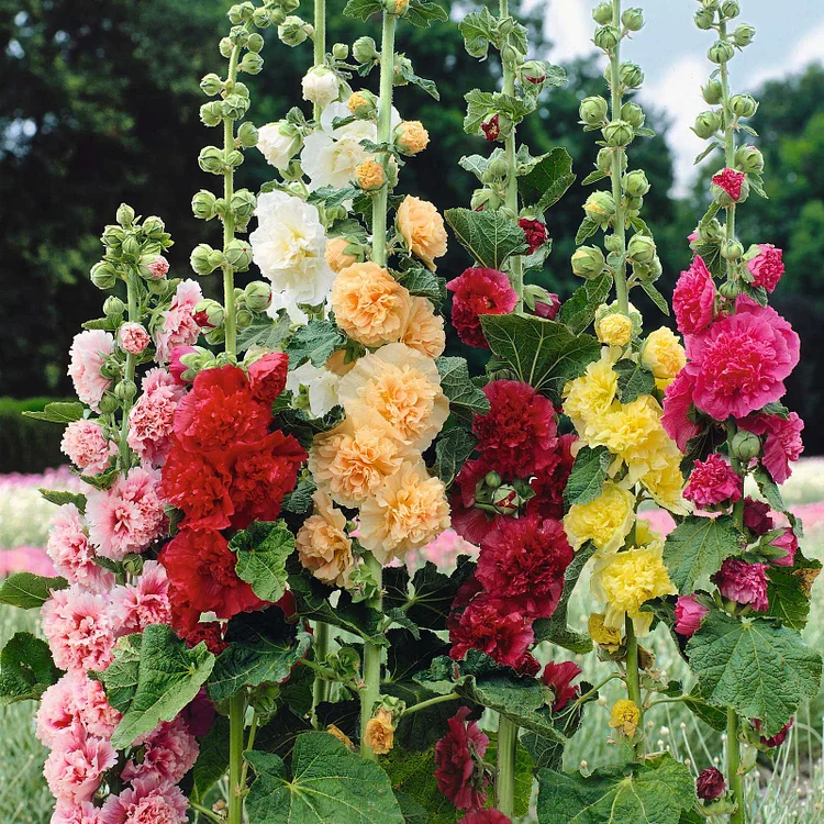 Last Day Sale - 70% OFF🌺Double Hollyhock Seeds(98% Germination)⚡Buy 2 Get Free Shipping