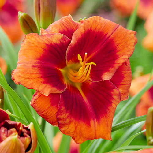 Frank Smith Reblooming Daylily Jonyparkseed®