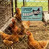 Chicken Warning - Vintage Metal Signs(8*12Inch/12*16Inch) - Chicken