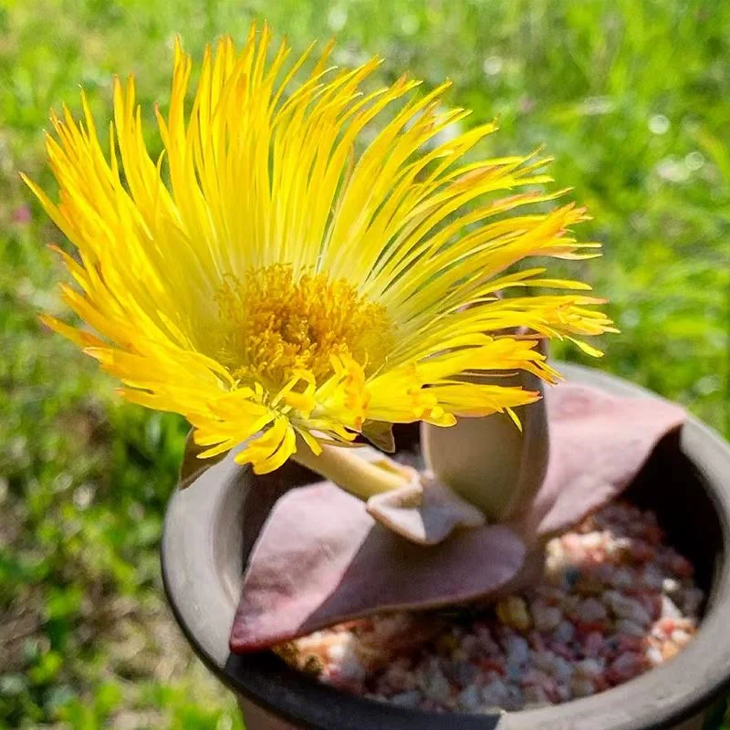 plant Aeonium Echeveria Haworthia  Caudex  Lithops Cactus  Agave 