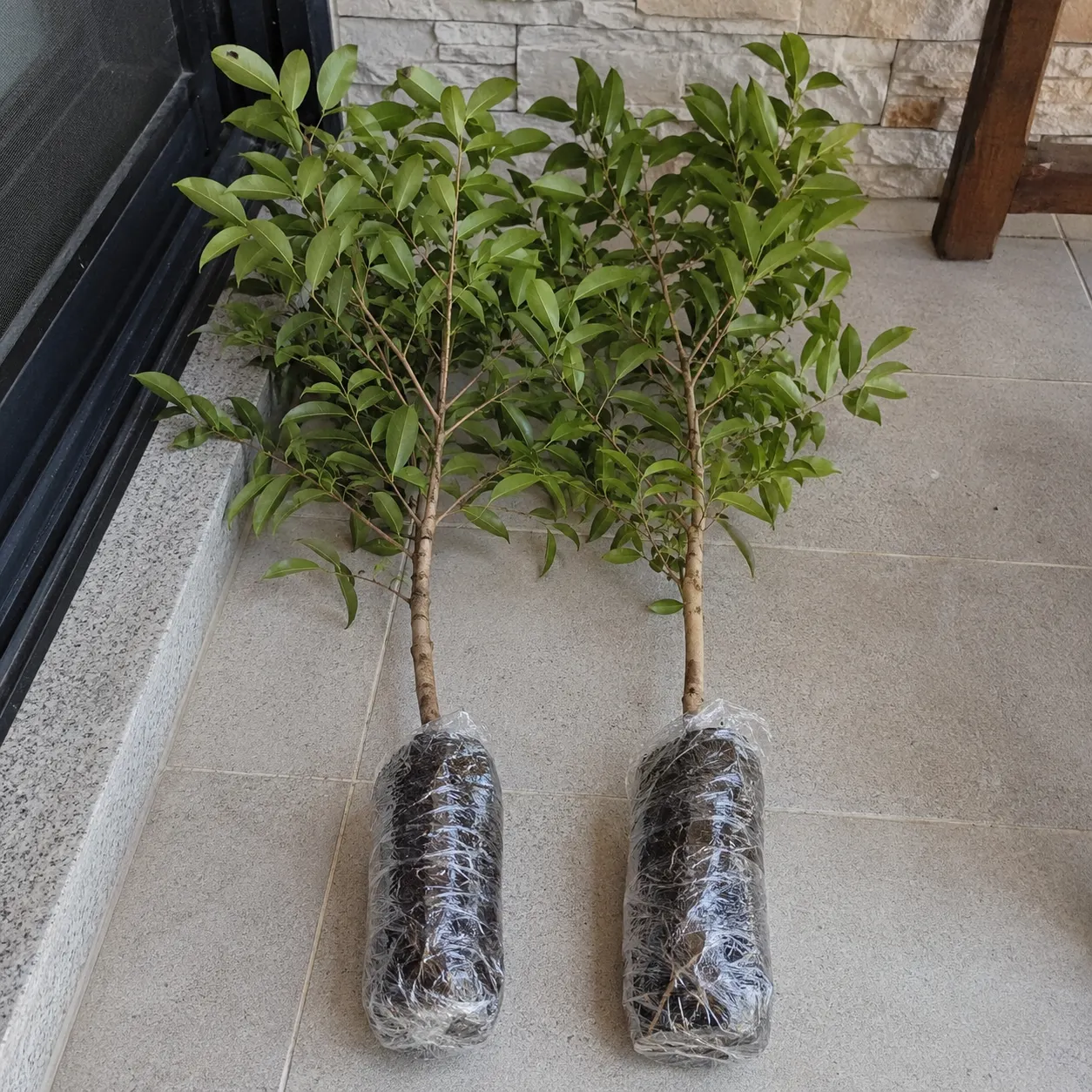 Live Jaboticaba Tree Starter – Exotic Brazilian Grape Fruit