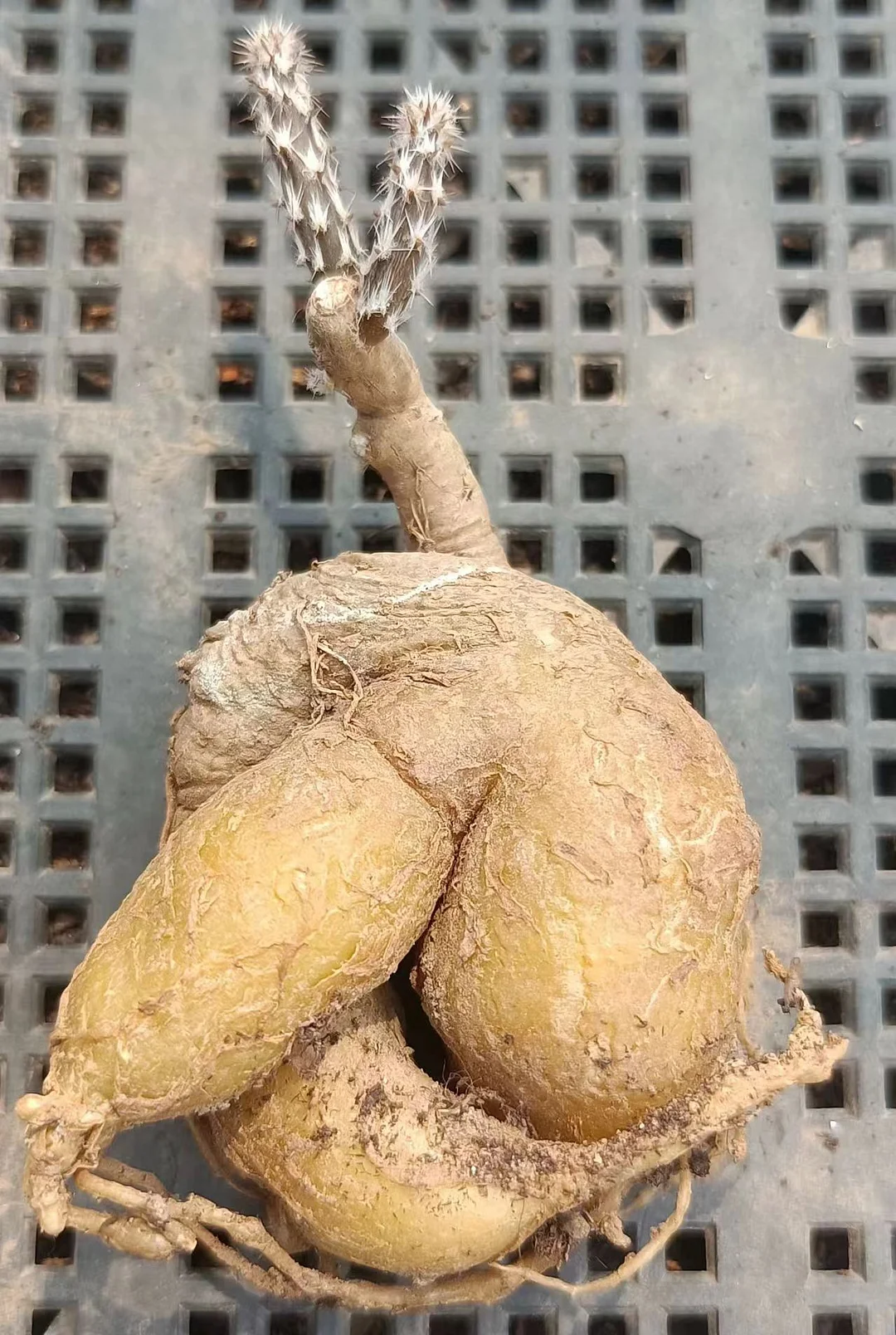 plant Aeonium Echeveria Haworthia  Caudex  Lithops Cactus  Agave 