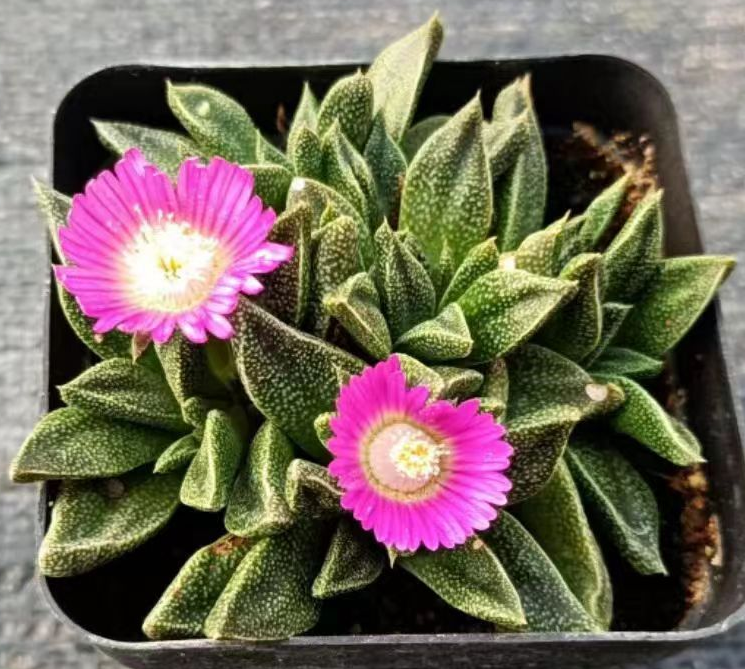 925.Nananthus 5-7cm cluster(Flower color random)/Caudex/ Succulent plants / Garden landscape / Carefully select healthy plants