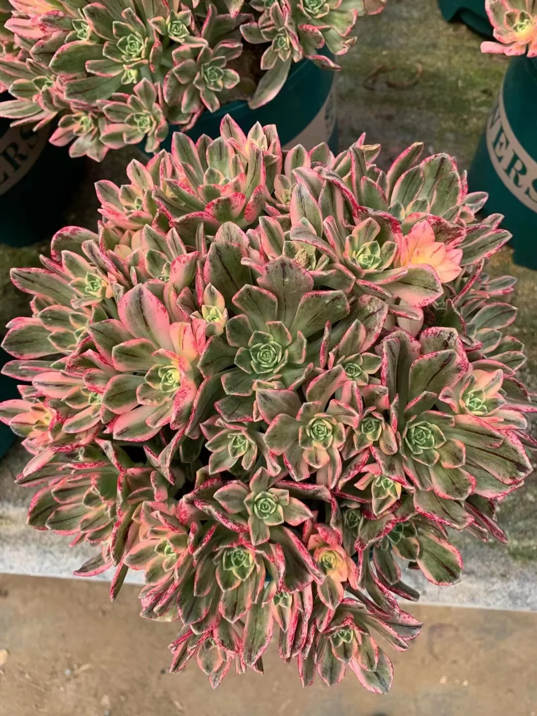 78.  Sweet tea decapitation group cluster 15-18cm 15 heads/ Aeonium cluster/ Succulent plants / Garden landscape / Carefully select healthy plants