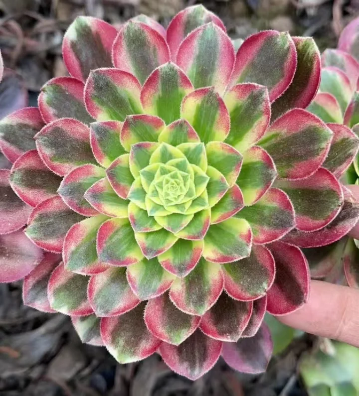 plant Aeonium Echeveria Haworthia  Caudex  Lithops Cactus  Agave 