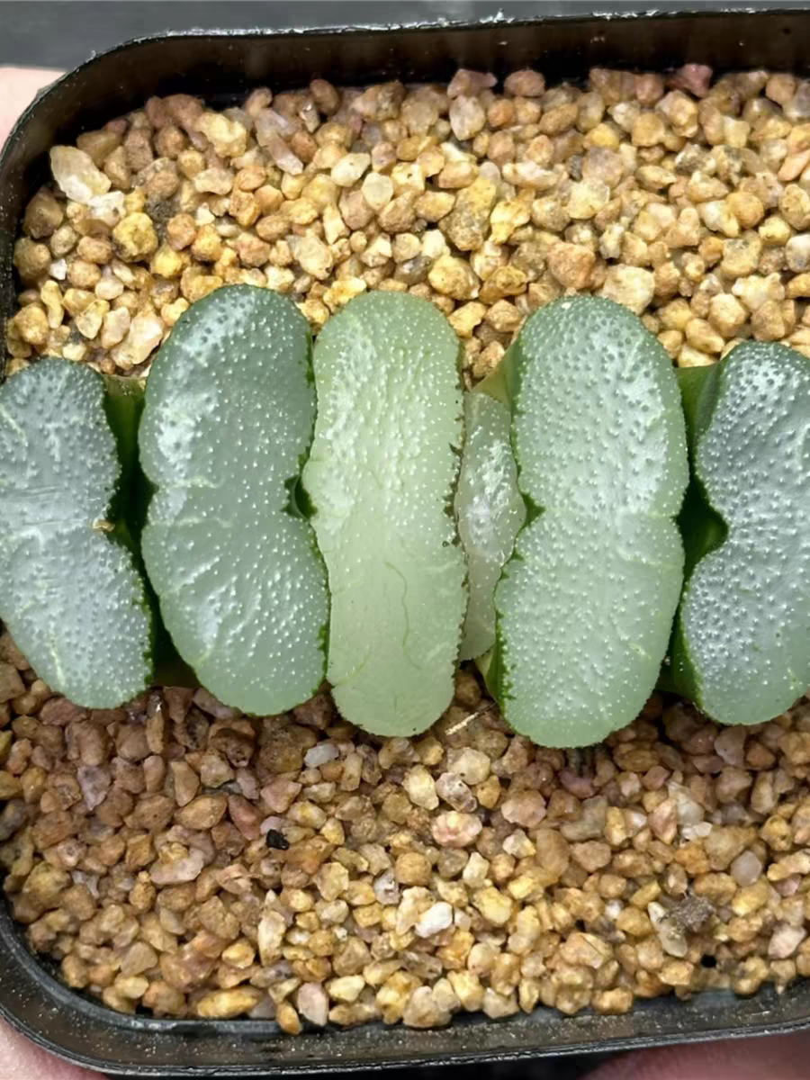 bjbm24.Haworthia truncata White Moon 4-5cm /Haworthia/ Succulent plants / Garden landscape / Carefully select healthy plants